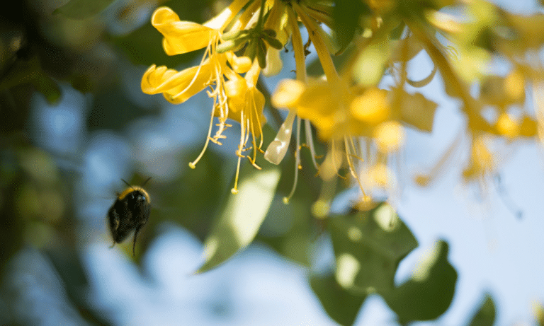 Are Bees Attracted to Honeysuckle