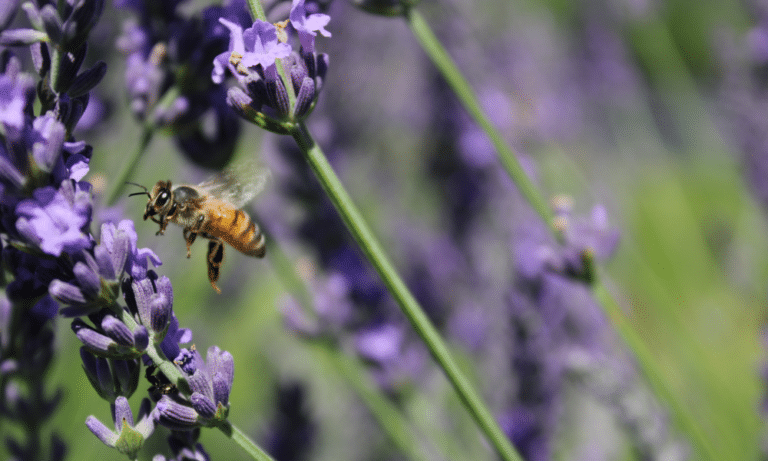 Do All Lavender Plants Attract Bees
