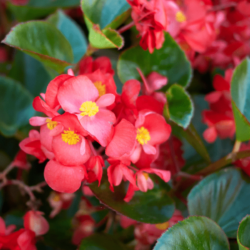 Do Begonias Attract Bees?