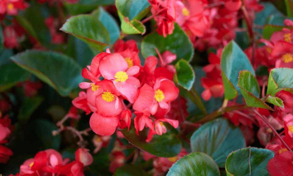 Do Begonias Attract Bees