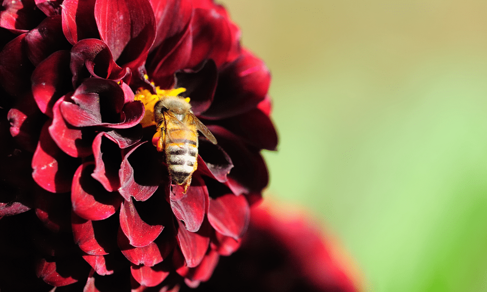 Do Dahlias Attract Bees