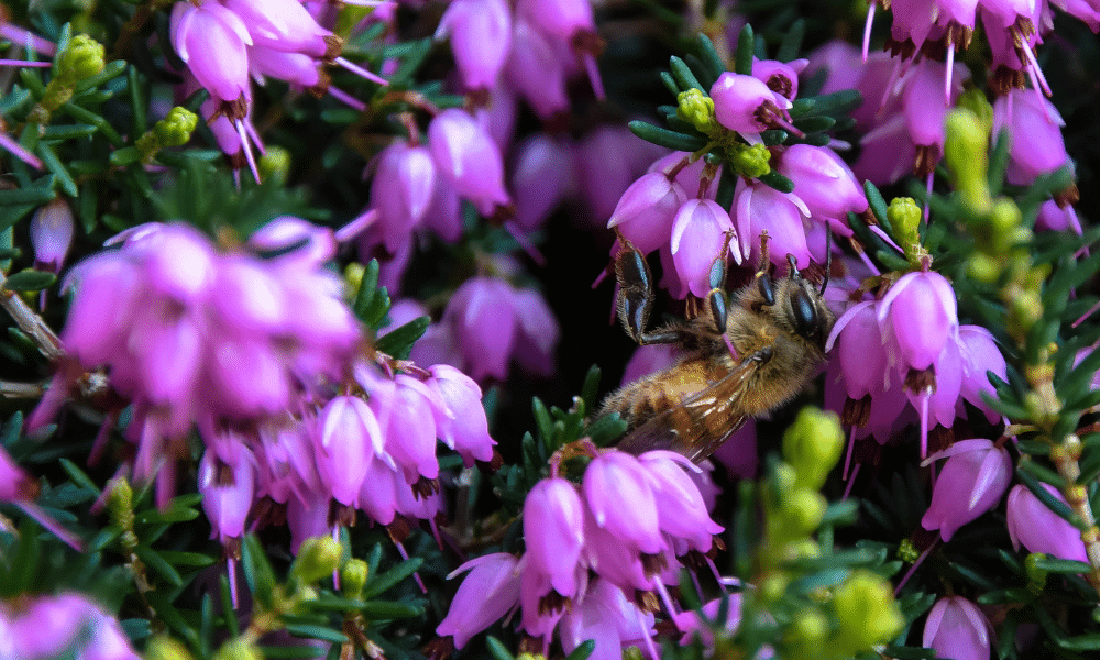 Does Heather Attract Bees