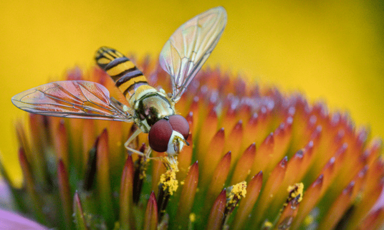 What Do Hoverflies Eat