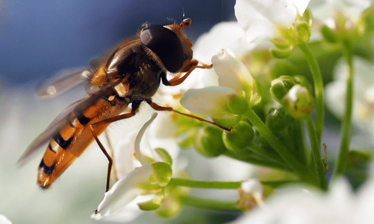 What Plants Attract Hoverflies