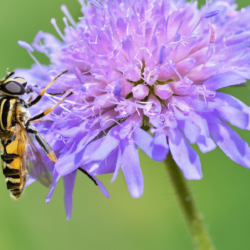 Are Hoverflies Pollinators?