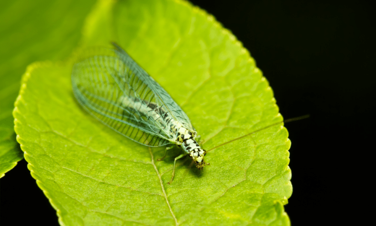 Are Lacewings Harmful to Plants