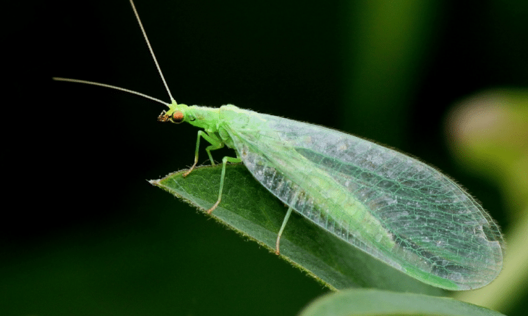 Do Lacewings Eat Aphids