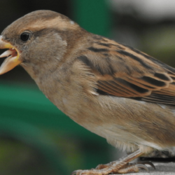 Do Sparrows Have Tongues?