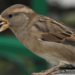 Do Sparrows Have Tongues?