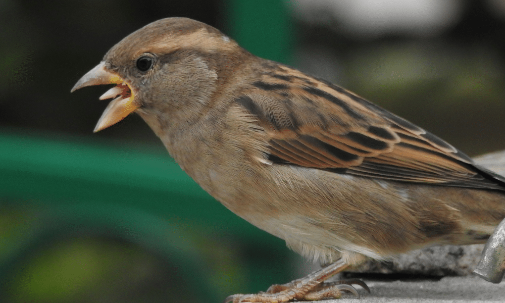 Do Sparrows Have Tongues