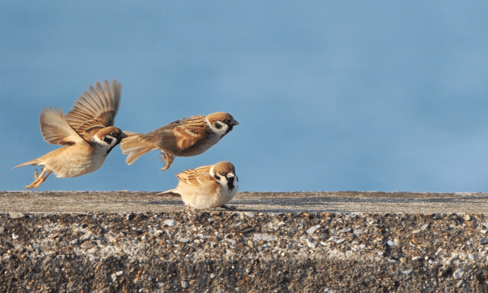 Do Sparrows Migrate