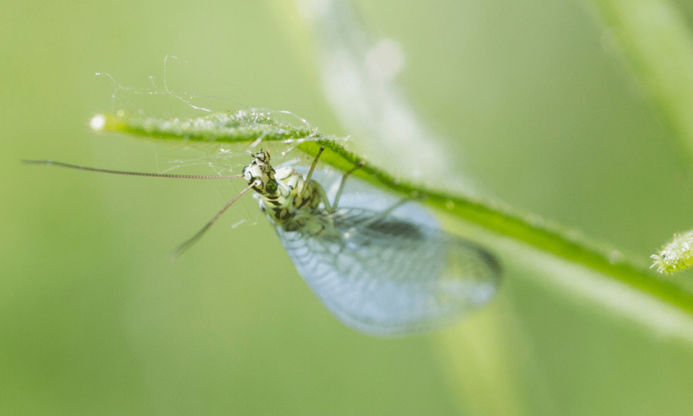 How Can You Use Lacewings for Pest Control