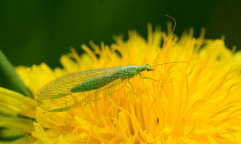 What Plants Attract Lacewings