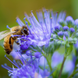 Are Honey Bees Endangered?