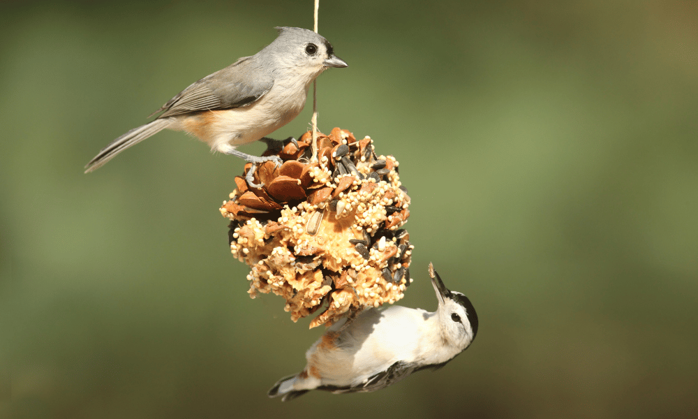 Attract Birds with Feeders