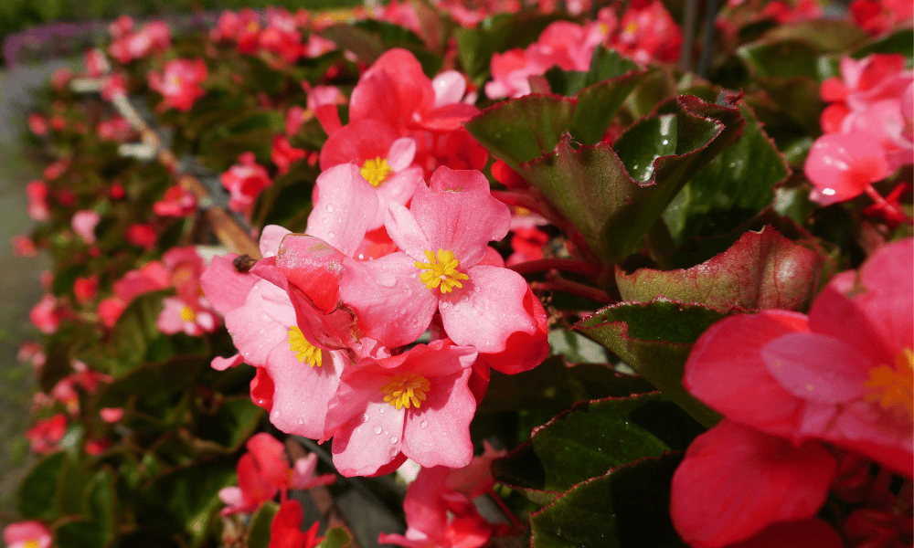 Begonias Bad for Bees