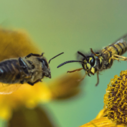 Do Bees and Wasps Get Along?