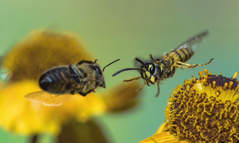 Do Bees and Wasps Get Along