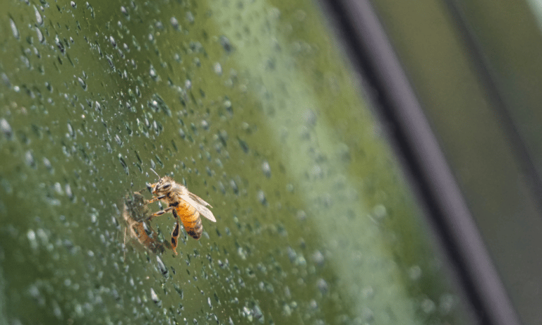 Do Honey Bees Go Out in the Rain