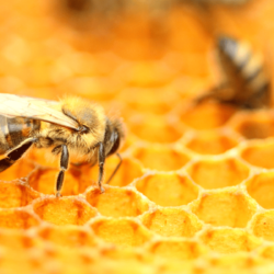 Do Honey Bees Kill Other Insects?