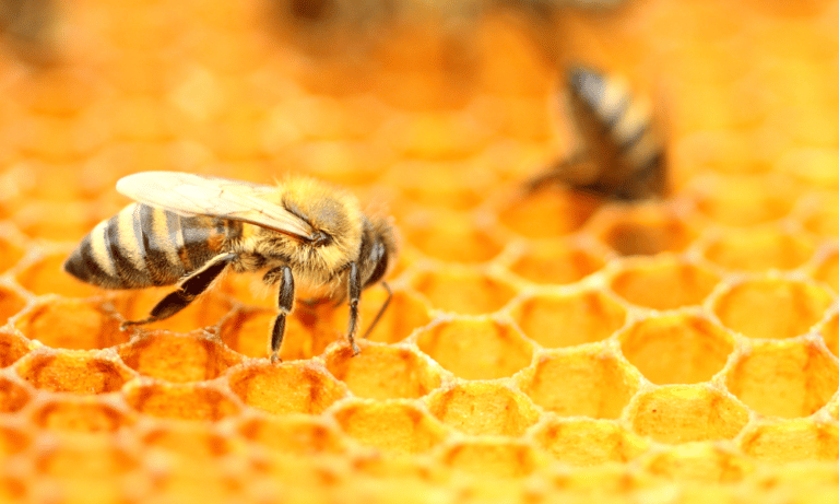 Do Honey Bees Kill Other Insects