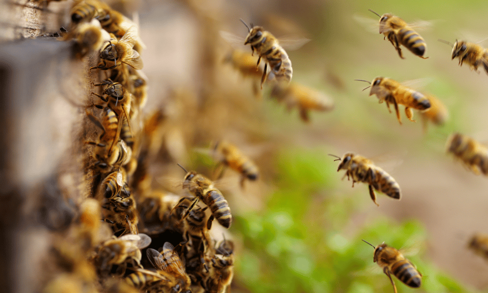 Do Honey Bees Sting? (Lethal or Not?) | Wildlife Welcome