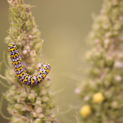 Do Moths Come From Caterpillars?