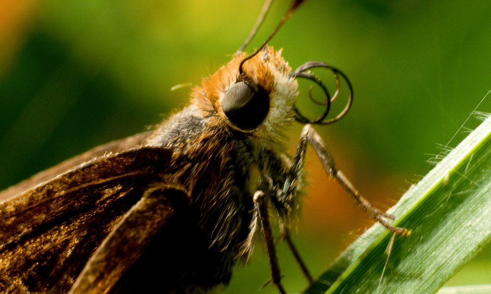 Do Moths Have Ears