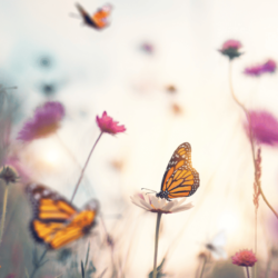 14 Fun Facts about Butterflies