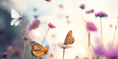 14 Fun Facts about Butterflies
