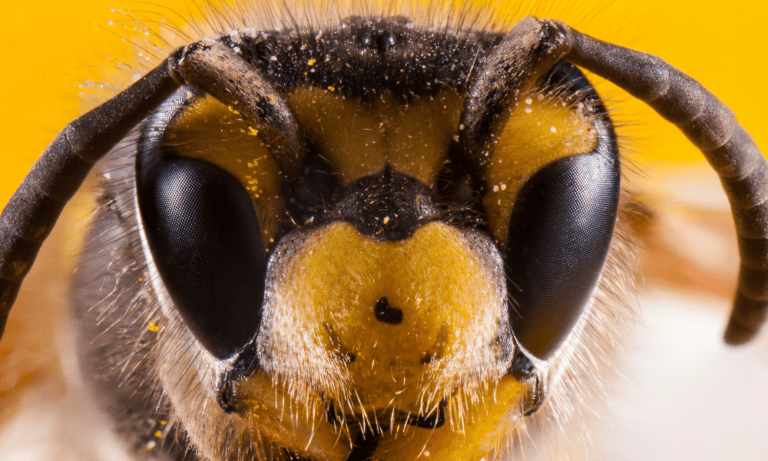 How Many Eyes Do Bees Have