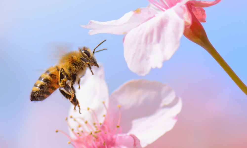Is It Illegal to Kill Honey Bees
