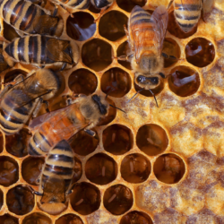Why Are Honey Bees So Docile?