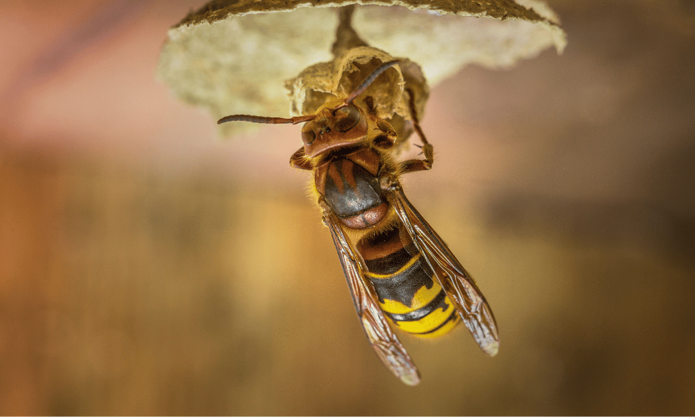 Why Do Hornets Kill Honey Bees