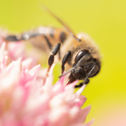 Why are Honey Bees Important?