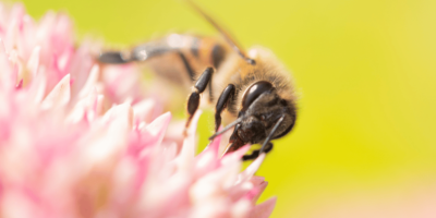 Why are Honey Bees Important?