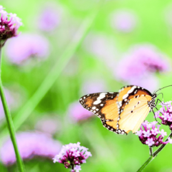 Are Butterflies Attracted To Verbena Bonariensis?