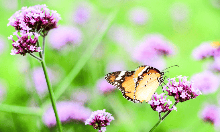 Are Butterflies Attracted To Verbena Bonariensis