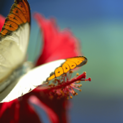 Are Butterflies Attracted to Hibiscus?
