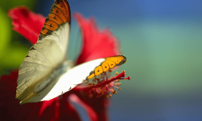 Are Butterflies Attracted to Hibiscus