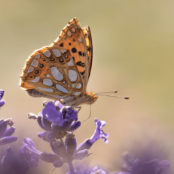 Are Butterflies Attracted to Lavender?