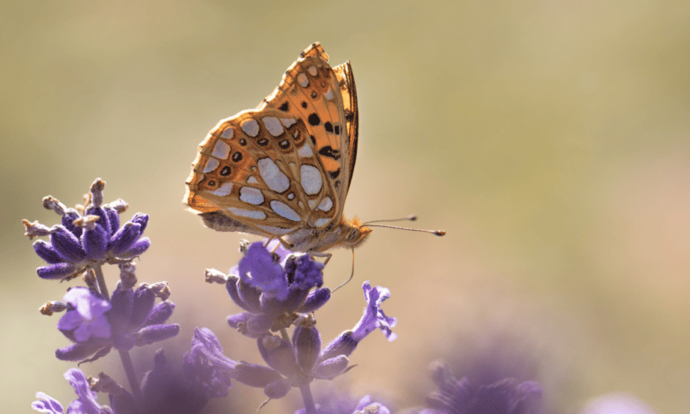Are Butterflies Attracted to Lavender