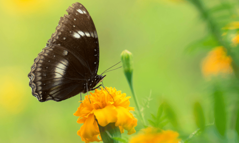 Are Butterflies Attracted to Marigolds
