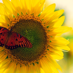 Are Butterflies Attracted to Sunflowers?