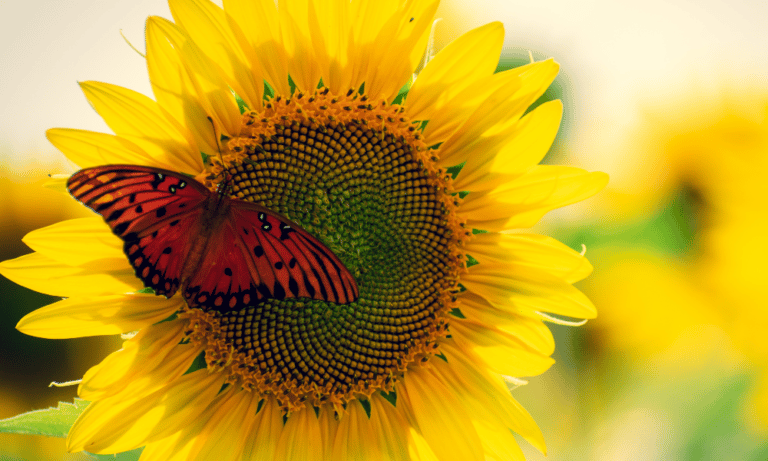 Are Butterflies Attracted to Sunflowers