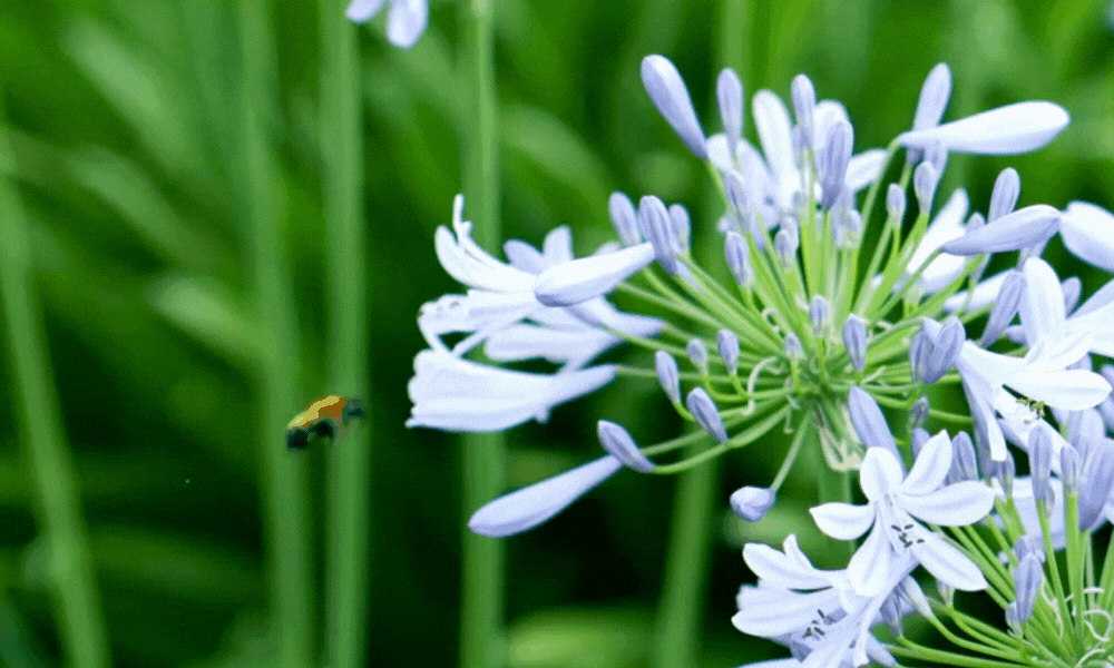 Bee Visiting and Pollinating White Agapanthus