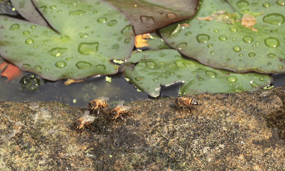 Bees Drinking Pond Water