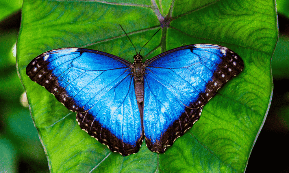 Blue Butterfly Spread on a Leaf