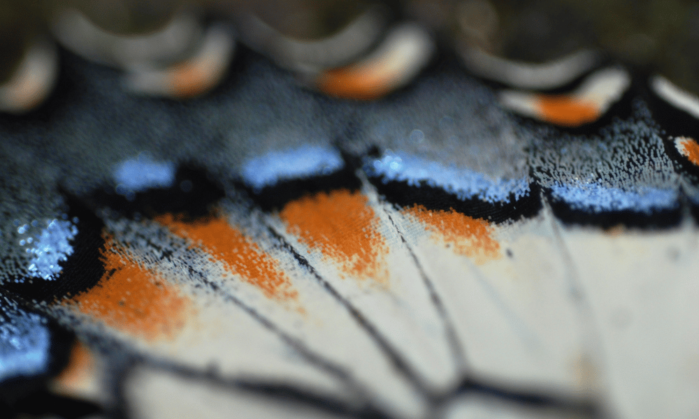 Blue and Orange Markings on a Butterfly Wing
