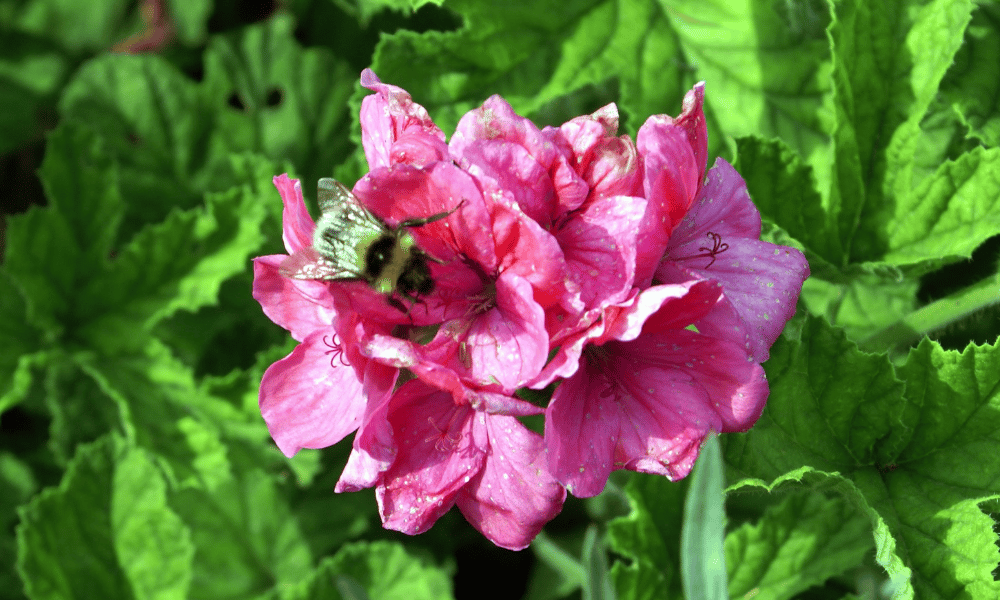 Bumble Bee on a Pink Geranium